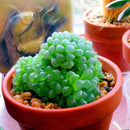 Egrow 100Pcs/Pack Lotus Lithops Succulent Seeds Pseudotruncatella Garden Plants Flower Bonsai Seed