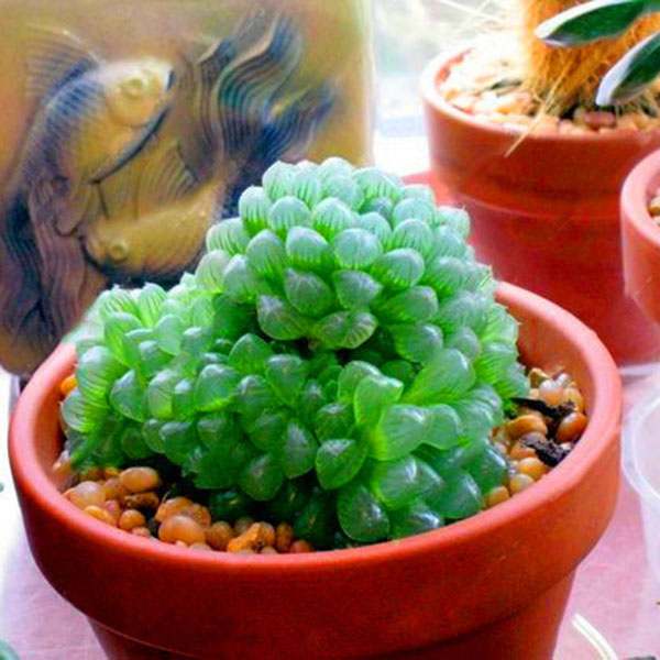 Egrow 100Pcs/Pack Lotus Lithops Succulent Seeds Pseudotruncatella Garden Plants Flower Bonsai Seed