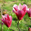Egrow 10Pcs/Pack Magnolia Seeds Garden Light Fragrant Tree Seeds Ornamental Plants