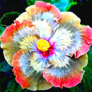 Egrow 50Pcs/Pack Giant Hibiscus Flower Seeds Garden & Home Perennial Potted Plants Flowers