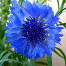 Egrow 100Pcs/Pack Blue Cornflower Centaurea Cyanus Seeds Balcony Patio Garden Flowers Potted Bonsai Plant Seed