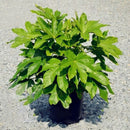 Egrow 50Pcs/Pack Fatsia Seeds Ornamental Plant Fatsia Japonica Bonsai lant Shrub Tree Ba Jiao Jin Pan