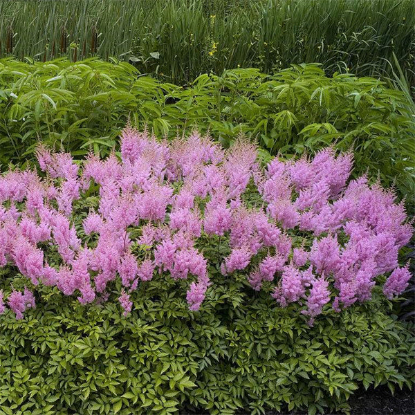 Egrow 50 Pcs/Pack Astilbe Seeds Chinese Astilbe Plant Astilbe Chinensis Flower Seeds