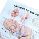 Human Anatomy of the Brain Poster Anatomical Chart Human Body Medical Education