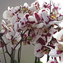Egrow 200pcs/Bag Phalaenopsis Orchid Seeds Rare Bonsai Plants Flowers Seeds For Home Garden Plants