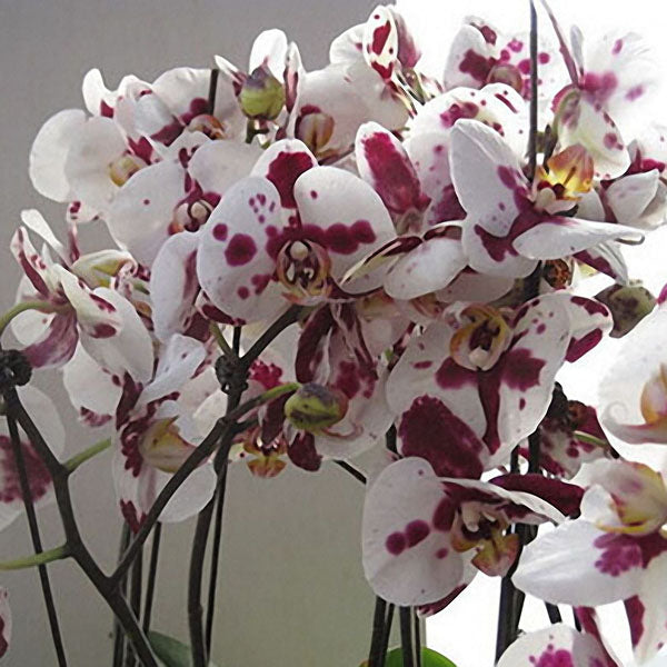 Egrow 200pcs/Bag Phalaenopsis Orchid Seeds Rare Bonsai Plants Flowers Seeds For Home Garden Plants