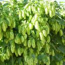 Egrow 100Pc/sPack Hops Seeds Humulus Lupulus Brewing Beer Plant Tea Herb Brew German Magnum