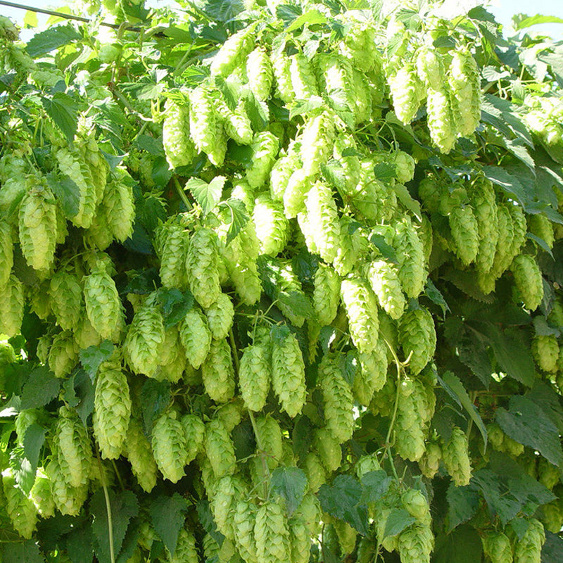 Egrow 100Pc/sPack Hops Seeds Humulus Lupulus Brewing Beer Plant Tea Herb Brew German Magnum