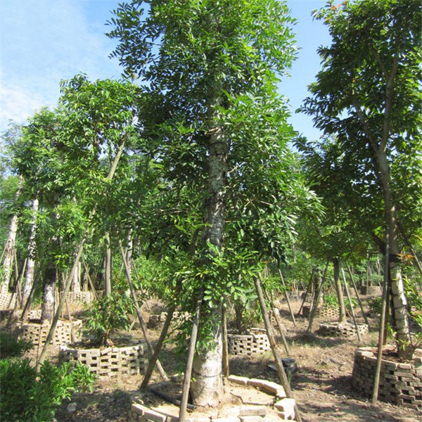 Egrow 50 Pcs/Pack Mahogany Tree Seeds West Indian Mahogany Tree Plant Cuban Mahogany