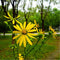 Egrow 50 Pcs/Pack Silphium Seeds Silphium Perfoliatum Grass Plant Home Garden Decoration