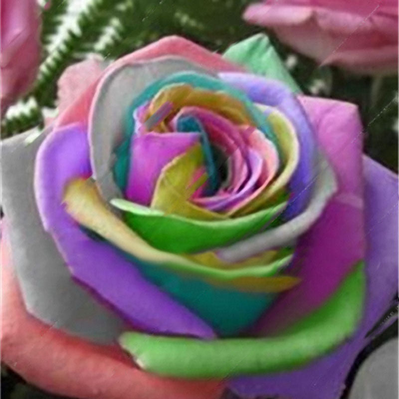 Egrow 100 Pcs Colorful Rare Rose Seeds Garden DIY Flower Bonsai Perennial Plants Seed