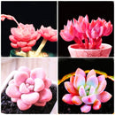 Egrow 100Pcs/Pack Pink Succlents Seeds DIY Plant Bonsai Potted Flowers for Home Garden Courtyard