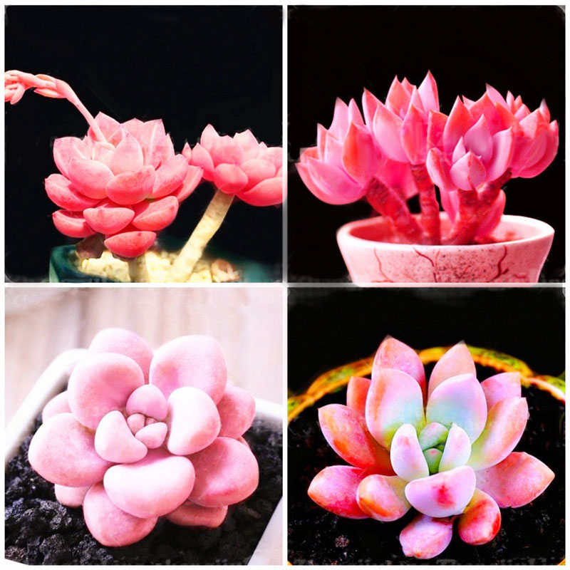 Egrow 100Pcs/Pack Pink Succlents Seeds DIY Plant Bonsai Potted Flowers for Home Garden Courtyard