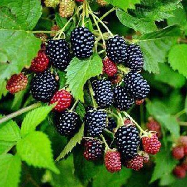 Egrow 500Pcs/Pack Jackfruit Strawberry Seeds Garden Plants Fruit Seeds