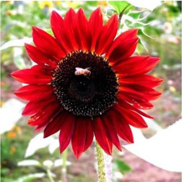 Egrow 40Pcs/Pack Dwarf Sunflower Seeds Rare Indoor Flower Seeds Organic Plants