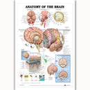 Human Anatomy of the Brain Poster Anatomical Chart Human Body Medical Education