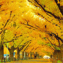 Egrow 20Pcs/Pack Golden Mimosa Seeds Garden Plants Acacia Baileyana Yellow Wattle Tree Flower Seeds