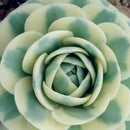 Egrow 100 Pcs/Bag Orostachys Succulents Seeds Green Cactu Seed Indoor Bonsai Flowers Plants Seeds