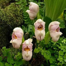 Egrow 100Pcs/Pack Angulo Seeds Asleep Angel Child Shaped Garden Seed Home Office Potted Plants