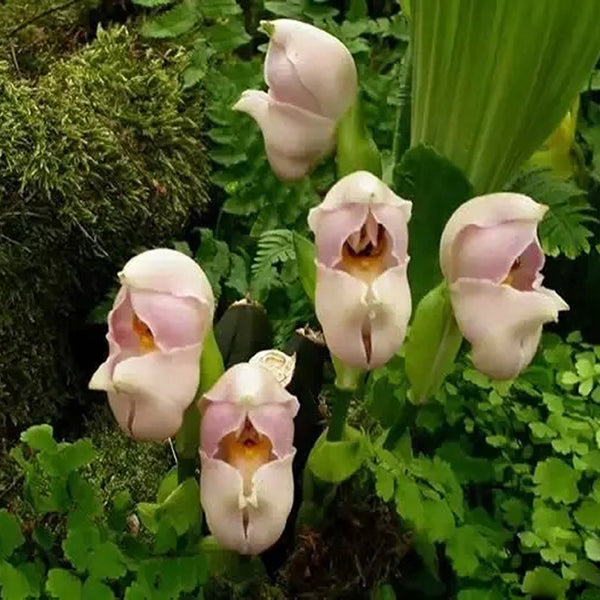 Egrow 100Pcs/Pack Angulo Seeds Asleep Angel Child Shaped Garden Seed Home Office Potted Plants