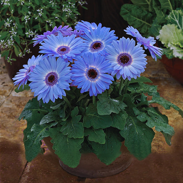 Egrow 100Pcs/Pack Gerbera Daisy Seeds Majorette Blue Halo Fragrant Bellis Flower Seeds