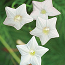 Egrow 20Pcs/Pack Cypress Vine Seeds Red White Gardening Wall Door Climbing Flowers Plants