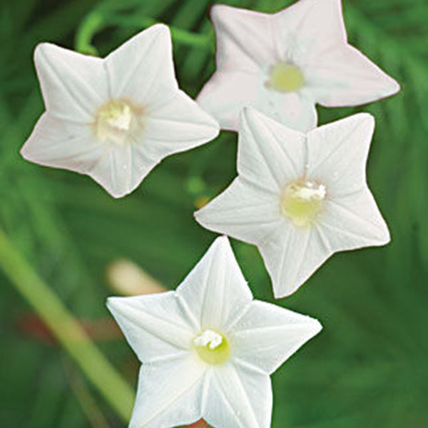 Egrow 20Pcs/Pack Cypress Vine Seeds Red White Gardening Wall Door Climbing Flowers Plants