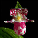 Egrow 200pcs/Bag Rare Orchid Bonsai Plant Seeds Natural Growth Flower Seeds for Home Garden