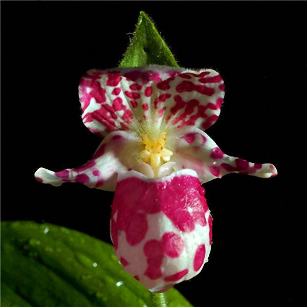 Egrow 200pcs/Bag Rare Orchid Bonsai Plant Seeds Natural Growth Flower Seeds for Home Garden