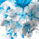 Egrow 10 Pcs/Bag Blue Cherry Seeds Blue Sky White Cherry Garden Mini Bonsai Sakura Flores Beautiful Ornamental Plants