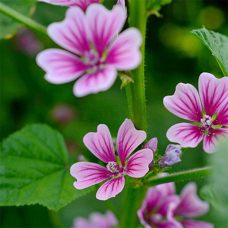 Egrow 100 Pcs/Pack Mallow Seeds Mallow Bonsais Rose Red Garden Terrace Garden Planting Landscape Greening