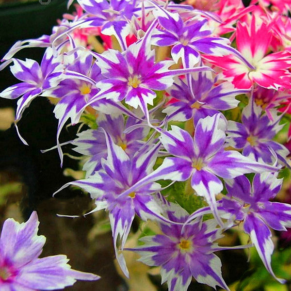 Egrow 50Pcs/Pack Phlox Flower Seeds Garden Courtyard Bonsai Potted DIY Plants Flower Seeds