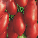200 PCS Long Tomato Bullet Shape Tomato Plant Natural Growth Balcony And Yard Bonsai Plant Seeds