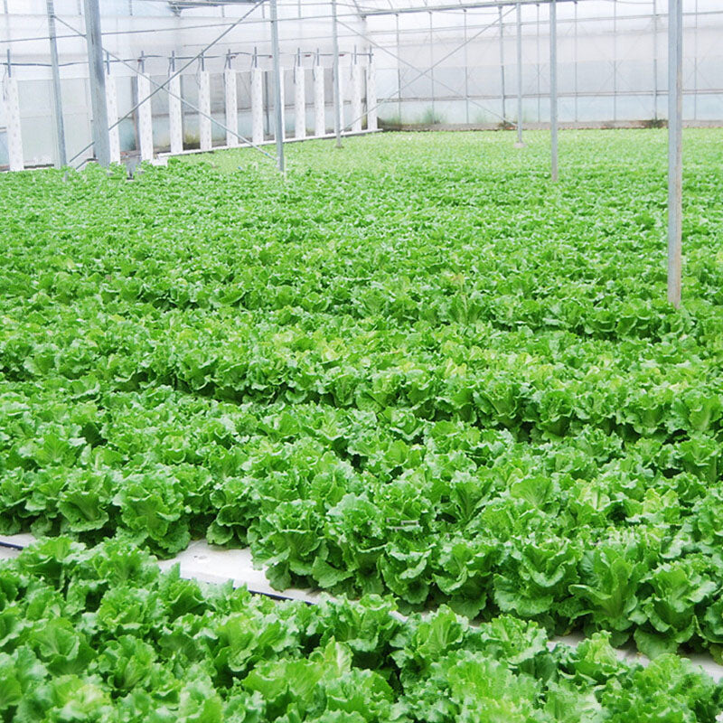 Egrow 40Pcs/Bag Italian Lettuce Seeds Green Healthy Vegetable Seeds Four Seasons Super Easy to Grow