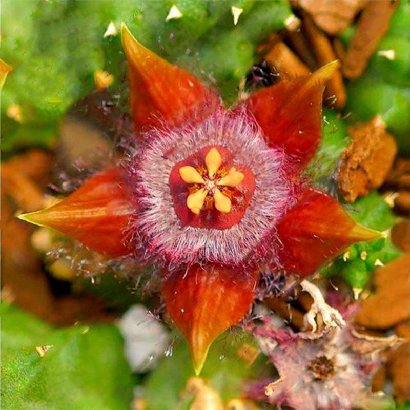 Egrow 100Pcs/Pack Stapelia Pulchella Seeds Colorful Cactus Lithops Bonsai Garden Courtyard Plants
