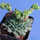 Egrow 20Pcs/Pack Cactus Seeds Cactus Rebutia Variety Flowering Color Cacti Rare Cactus Garden Office Mini Succulent Plant