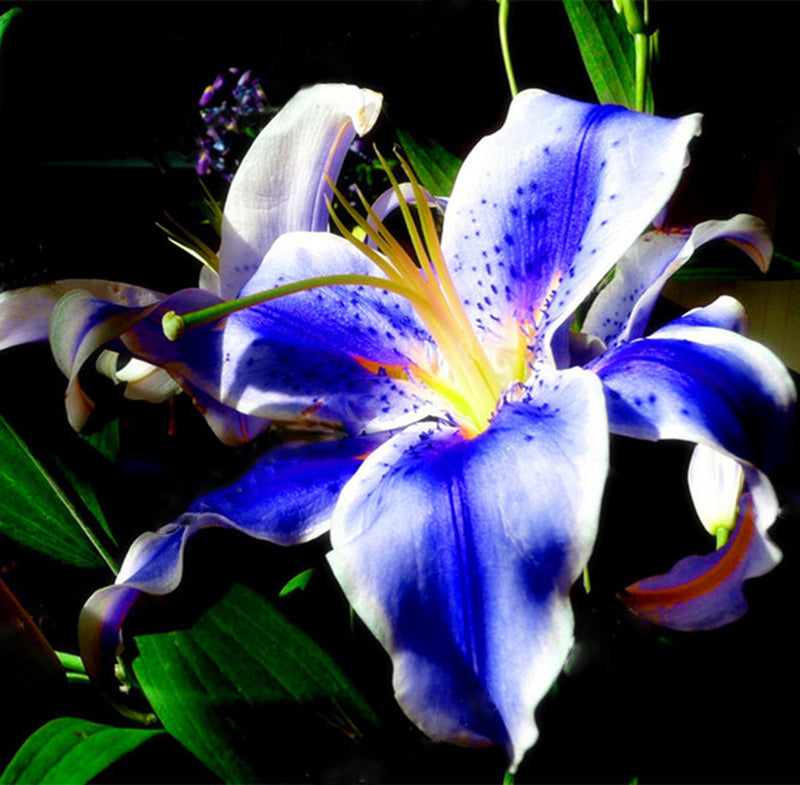 Egrow 100Pcs/Pack Blue Lily Flower Seeds Pleasant Fragrance Garden Bonsai Flowers Bonsai Planting