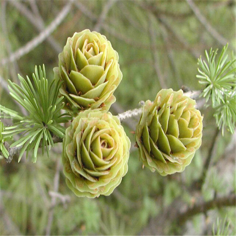 Egrow 50PCS/Pack Pine Seeds Bonsai Larch Pine Tree Plants For Home Garden Potted Perennial Larix Tree Plant In Flower Pot Fast Growing Tree