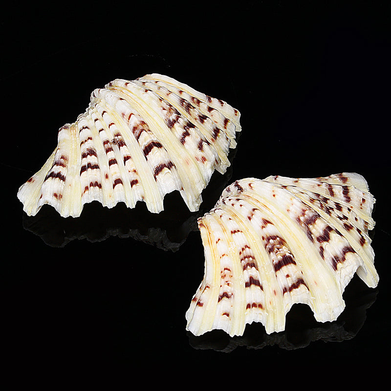 Living Room Ornaments Sea Shell Clam Tridacna Big Conch Natural 10-12CM Fish Tank Decorations