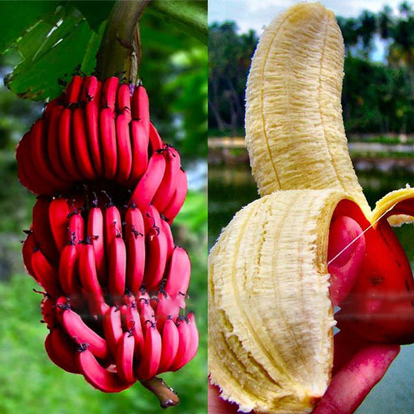 Egrow 40Pcs/Pack Red Banana Seeds Garden Potted Fruit Tree Bonsai