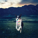 Pet Dog Training Electronic LED 7 Color Flashing Luminous Dog Pet Toys