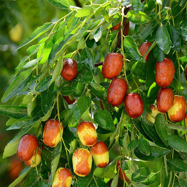 Egrow 10Pcs/Bag Jujube Seeds Real Exotic Fruit Jujube Seeds Bonsai Natural Healthy Perennial Plants