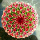 Egrow 200Pcs/Pack Peacock Cactus Seeds Meaty Plants Mini Succulent Bonsai Seeds For Home Garden