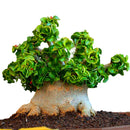 Egrow 50Pcs/Pack Banyan Seeds Chinese Rare Ficus Microcarpa Tree Bonsai Ginseng Banyan Garden Tree Outdoor Planters