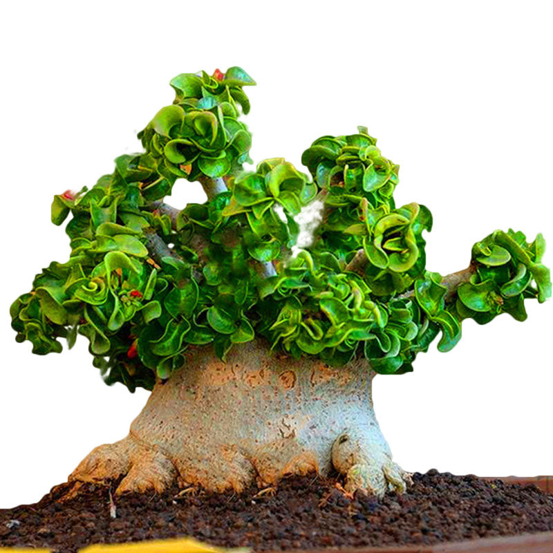 Egrow 50Pcs/Pack Banyan Seeds Chinese Rare Ficus Microcarpa Tree Bonsai Ginseng Banyan Garden Tree Outdoor Planters