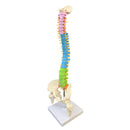 45cm Colorful Vertebral Column Human Spine Anatomical Model Skeleton Medical Science Education