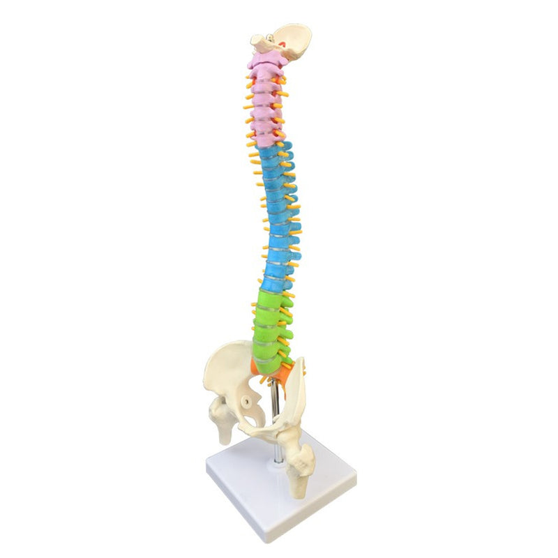 45cm Colorful Vertebral Column Human Spine Anatomical Model Skeleton Medical Science Education