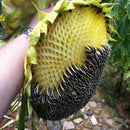 Egrow 30Pcs/Pack Giant Sunflower Seeds Home Garden Planting Ornamental Plants