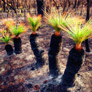 Egrow 100Pcs/Pack Grass Tree Seeds Rare Grass Tree Bonsai Pot Plant For Home And Garden Easy Grow Ornamental Plant