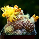 Egrow 100 Pcs/Pack Cacyus Seeds Ball Cactus Garden Rare Succulent Plant Plantas Bonsai Celestial Flower Pot Planters Flores